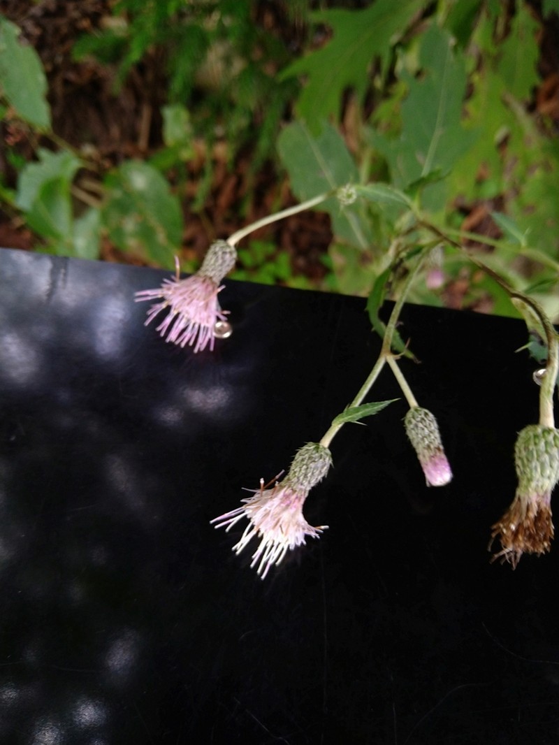 Cirsium kagamontanum photo 2