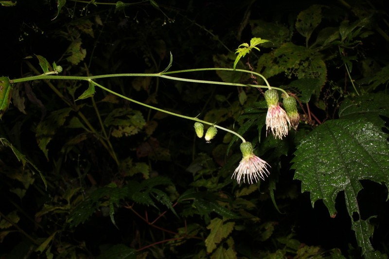 Cirsium kagamontanum photo 3