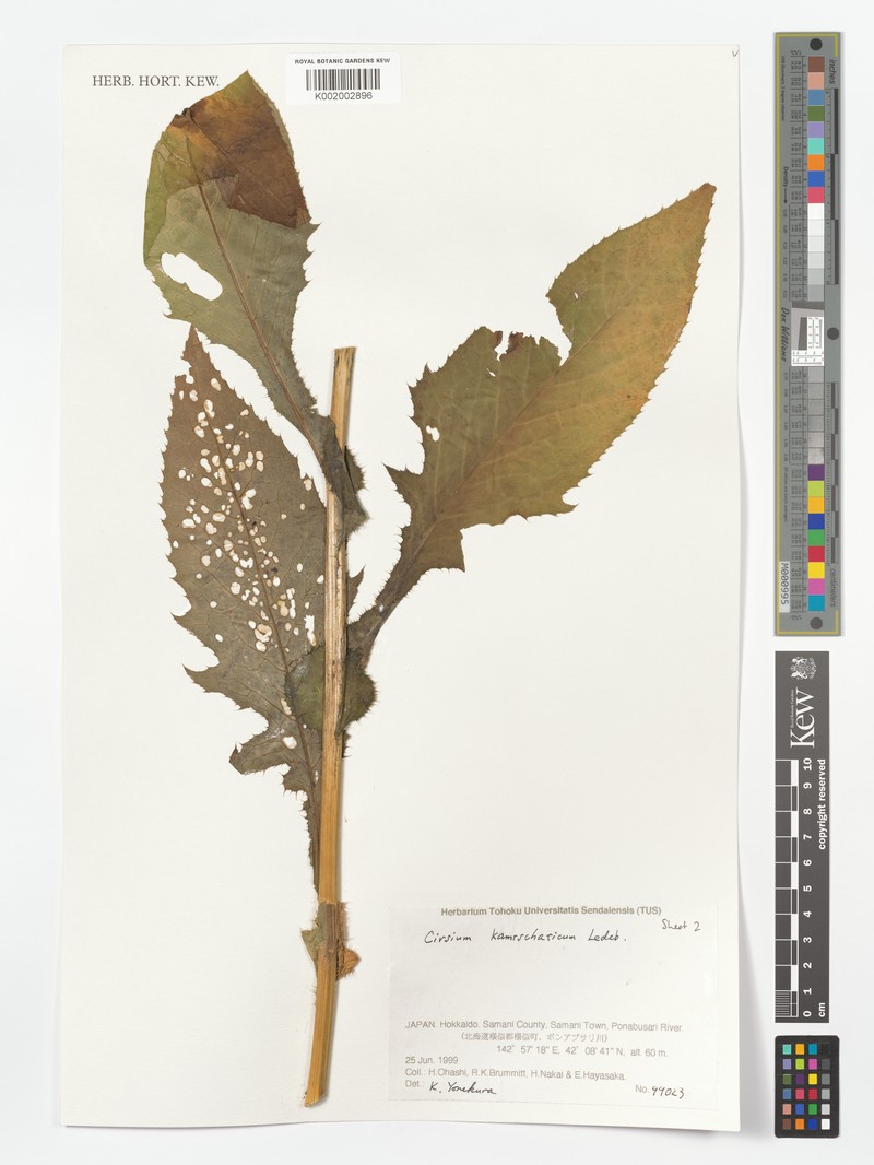 Cirsium kagamontanum photo 4