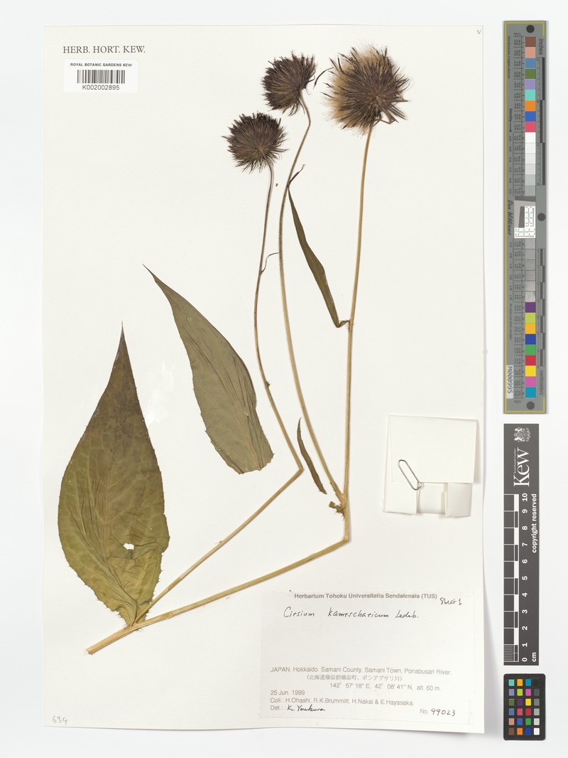 Cirsium kagamontanum photo 5