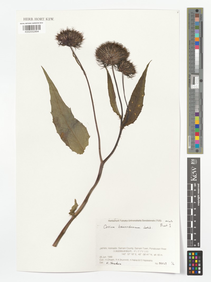 Cirsium kagamontanum photo 6