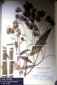 Cirsium kagamontanum