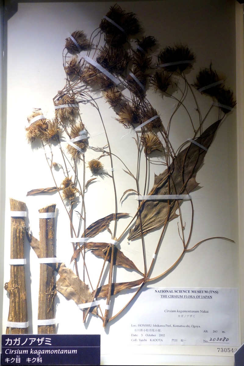 Cirsium kagamontanum