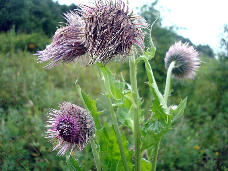 Kamchatka Thistle