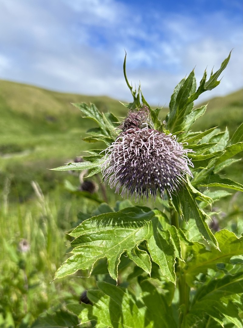 Kamchatka Thistle