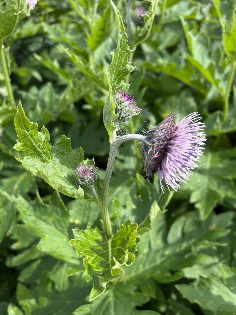 Kamchatka Thistle photo 2