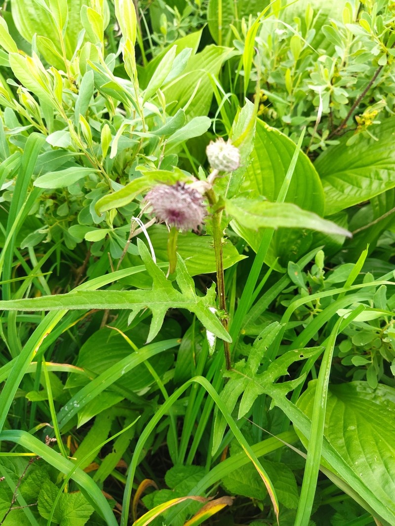 Kamchatka Thistle photo 3