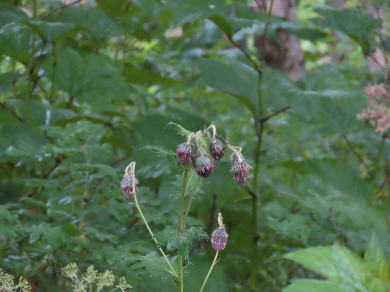 Kamchatka Thistle photo 4