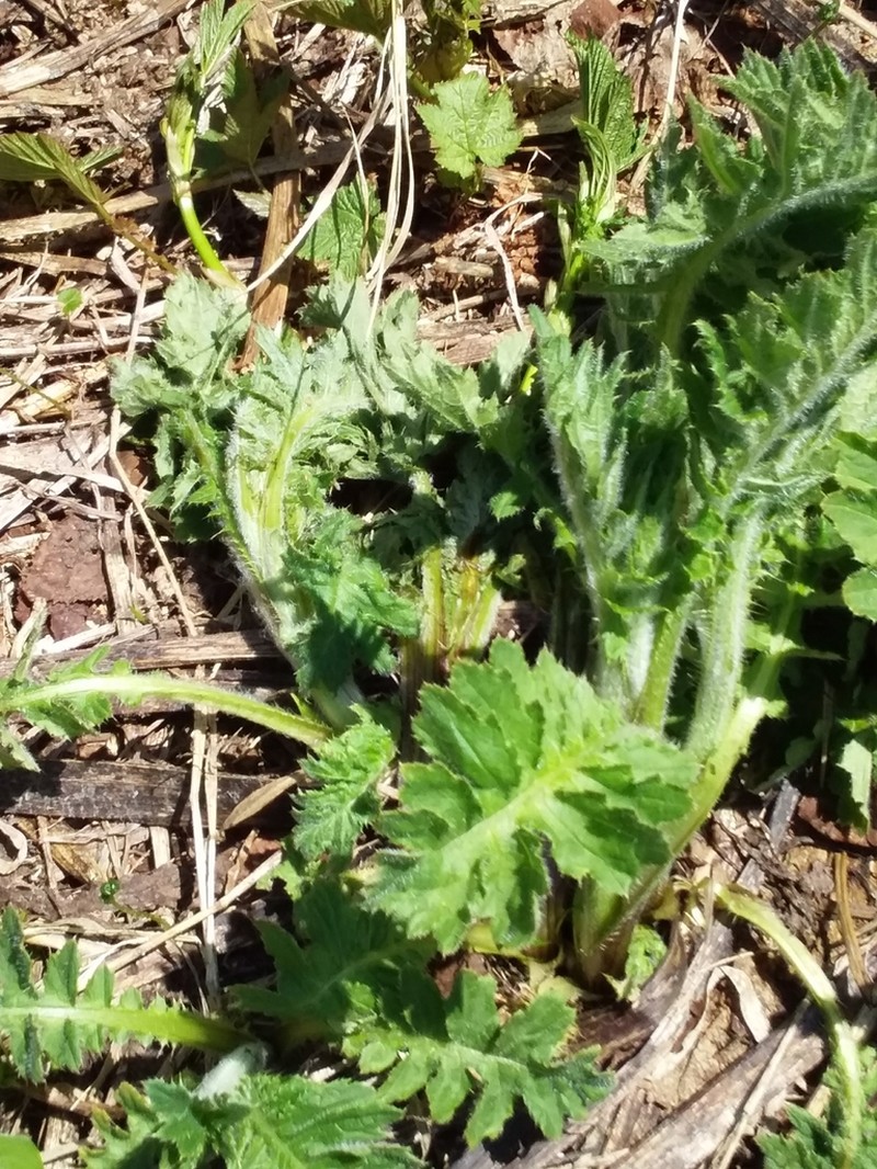 Kamchatka Thistle photo 5