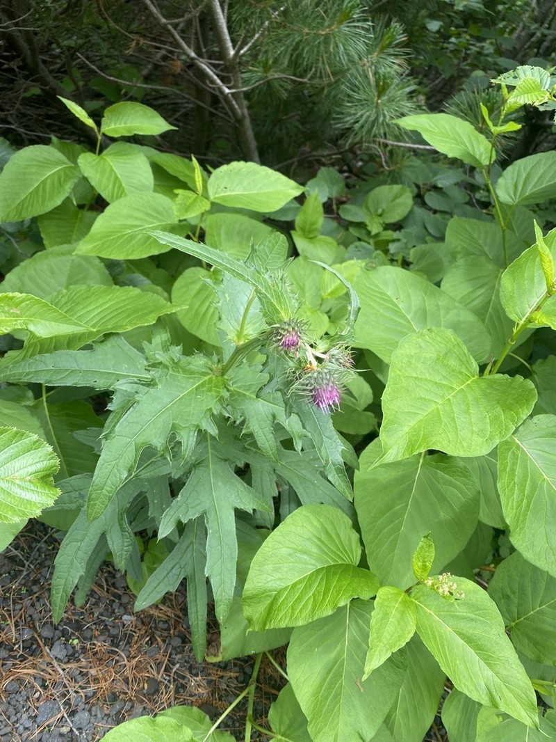 Kamchatka Thistle photo 6