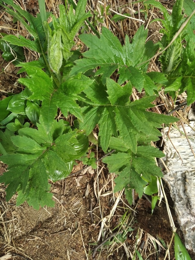 Kamchatka Thistle photo 7