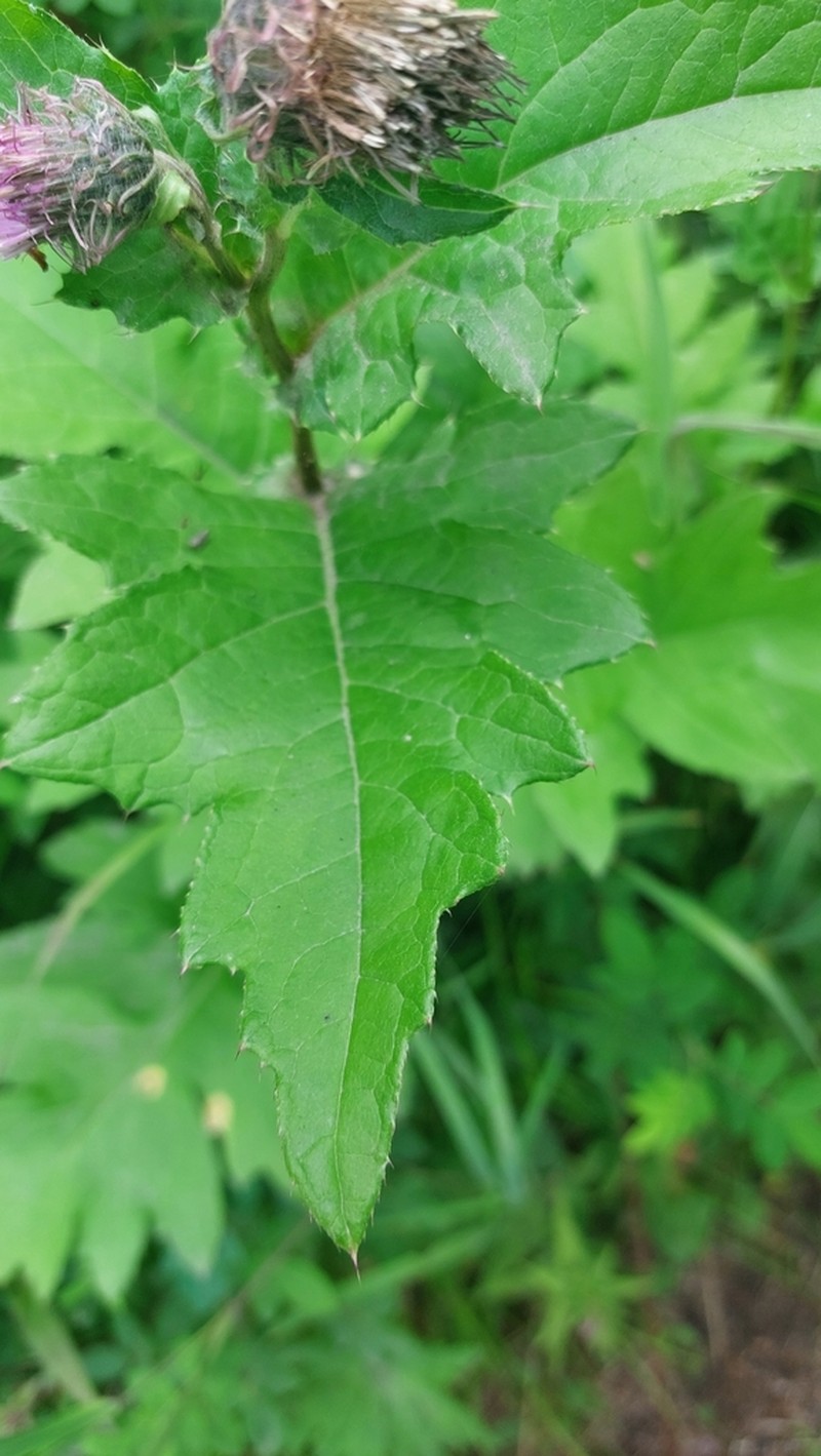 Kamchatka Thistle photo 8