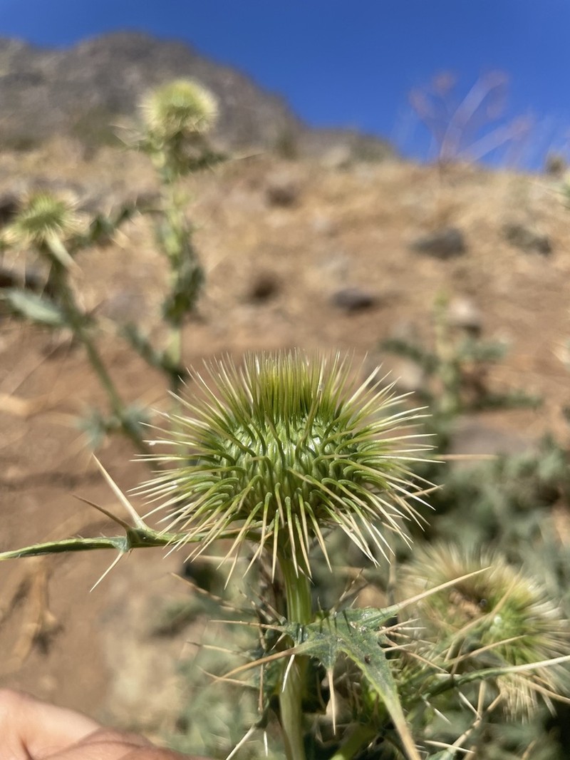 Cirsium karduchorum