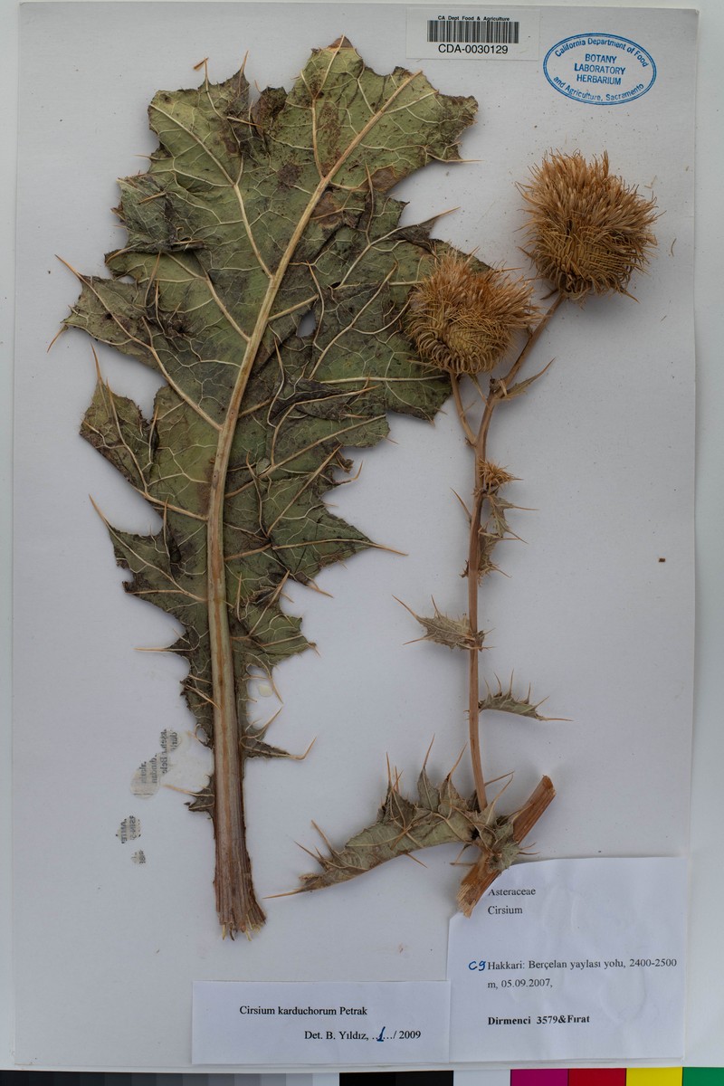 Cirsium karduchorum photo 2