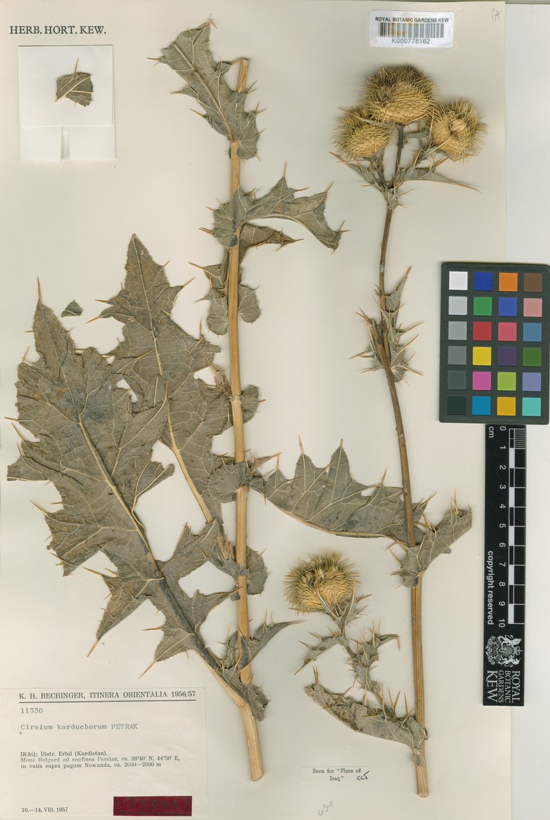 Cirsium karduchorum photo 3
