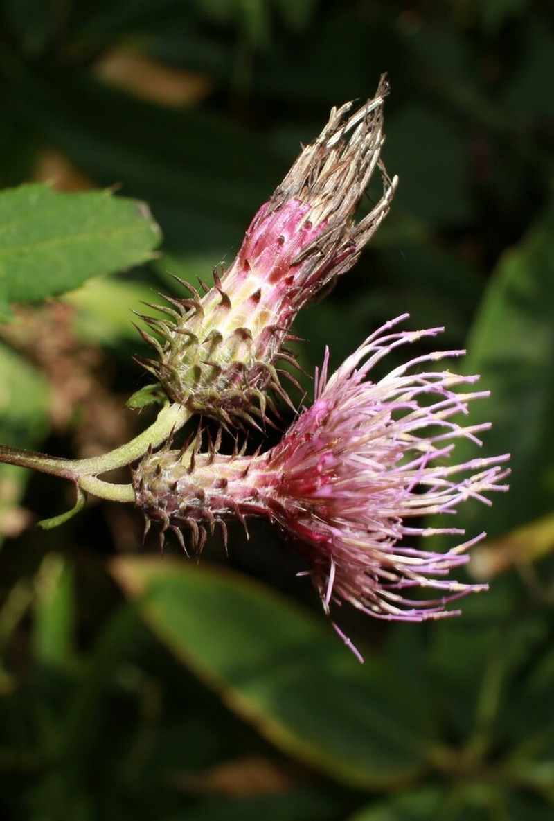 Cirsium kasaianum