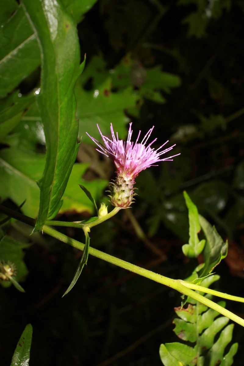Cirsium katoanum