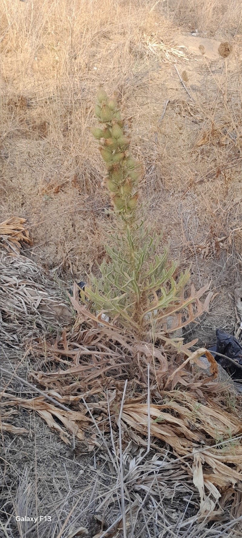 Cirsium kirbense photo 2