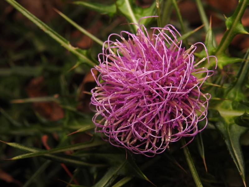 Cirsium kirishimense