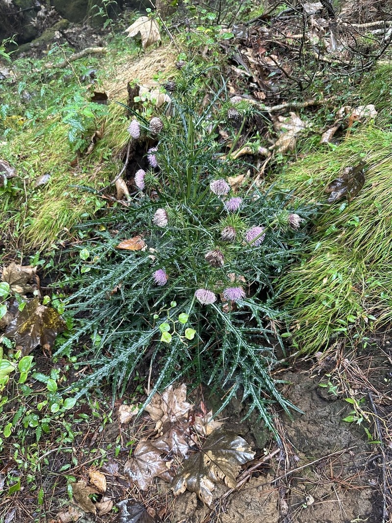 Cirsium kirishimense photo 2