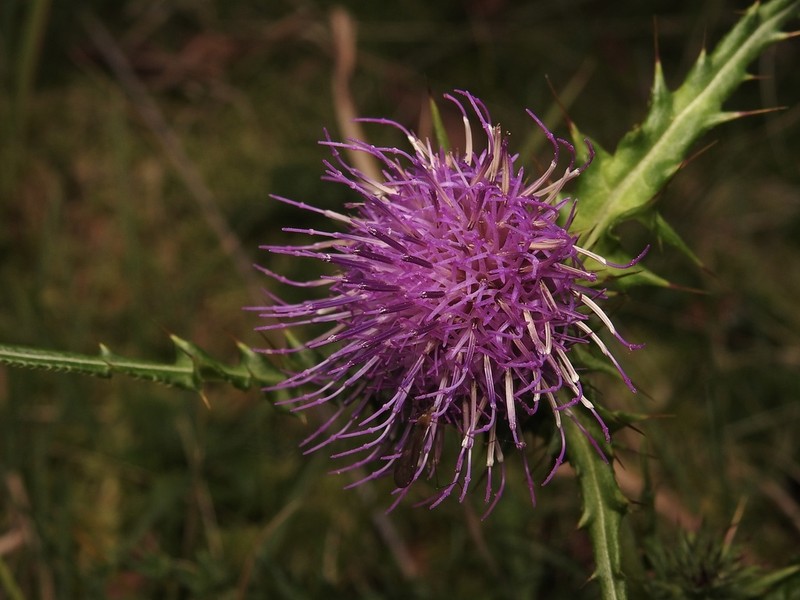 Cirsium kirishimense photo 3