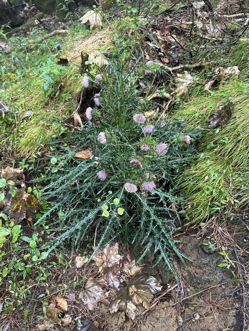 Cirsium kirishimense photo 4