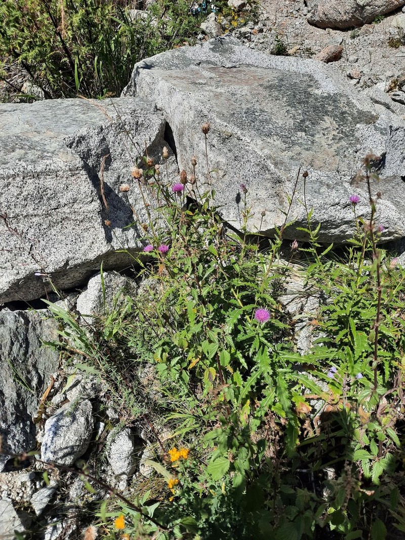 Cirsium komarovii photo 2