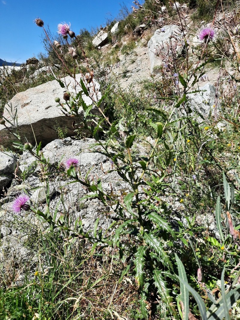Cirsium komarovii photo 3