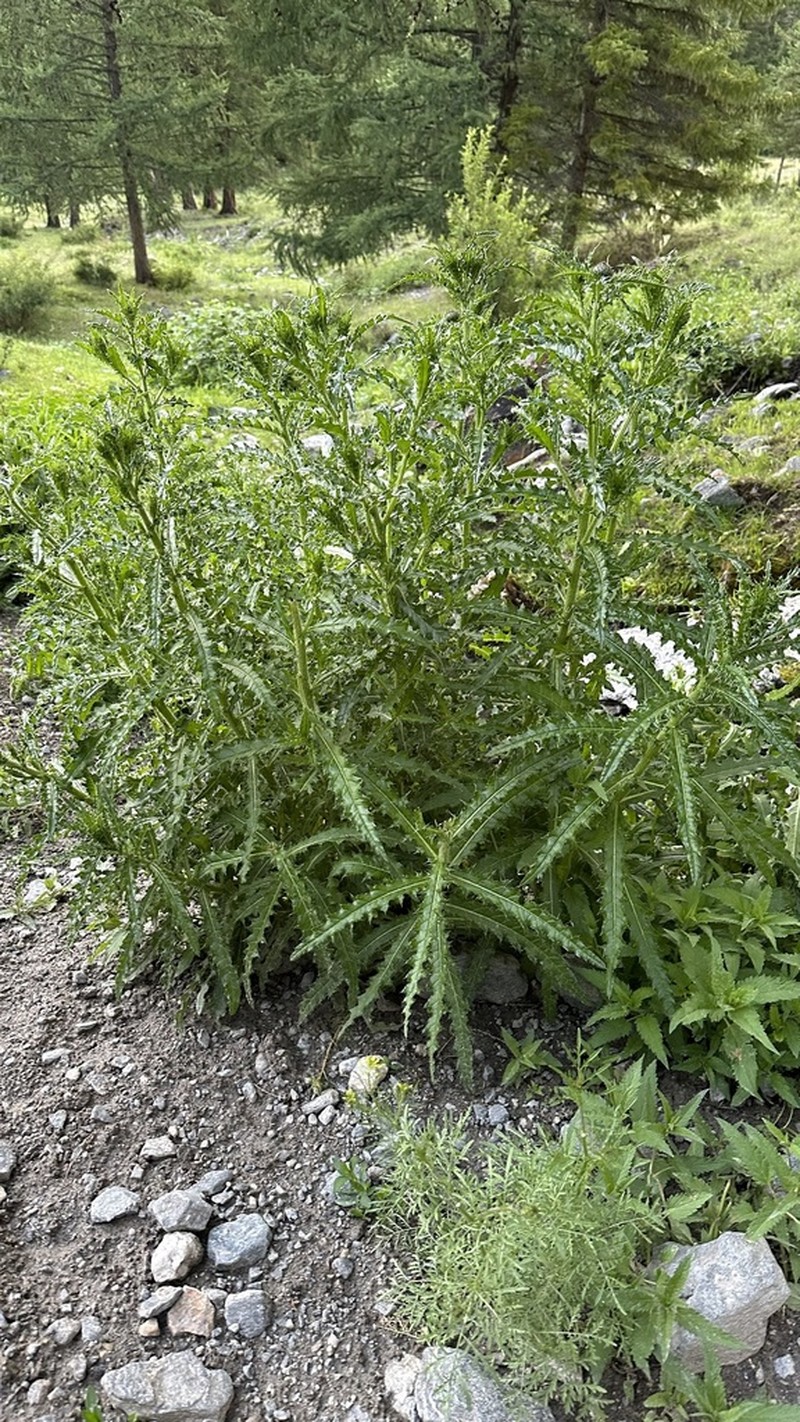 Cirsium komarovii photo 4