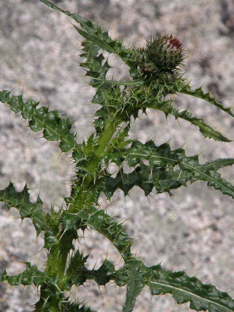 Cirsium komarovii photo 5