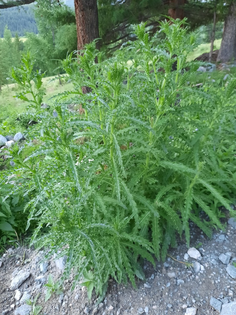 Cirsium komarovii photo 7