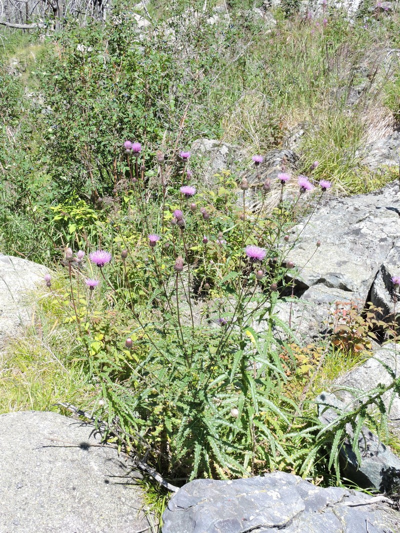 Cirsium komarovii subsp. schischkinii