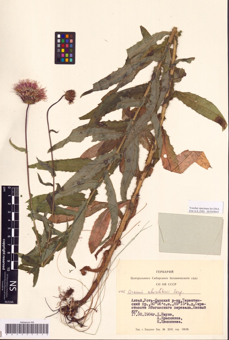 Cirsium komarovii subsp. schischkinii photo 2