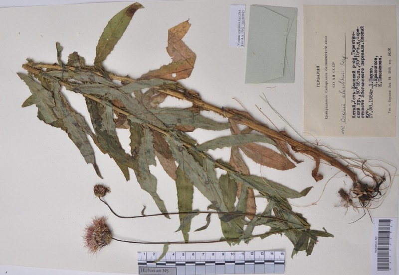 Cirsium komarovii subsp. schischkinii photo 3