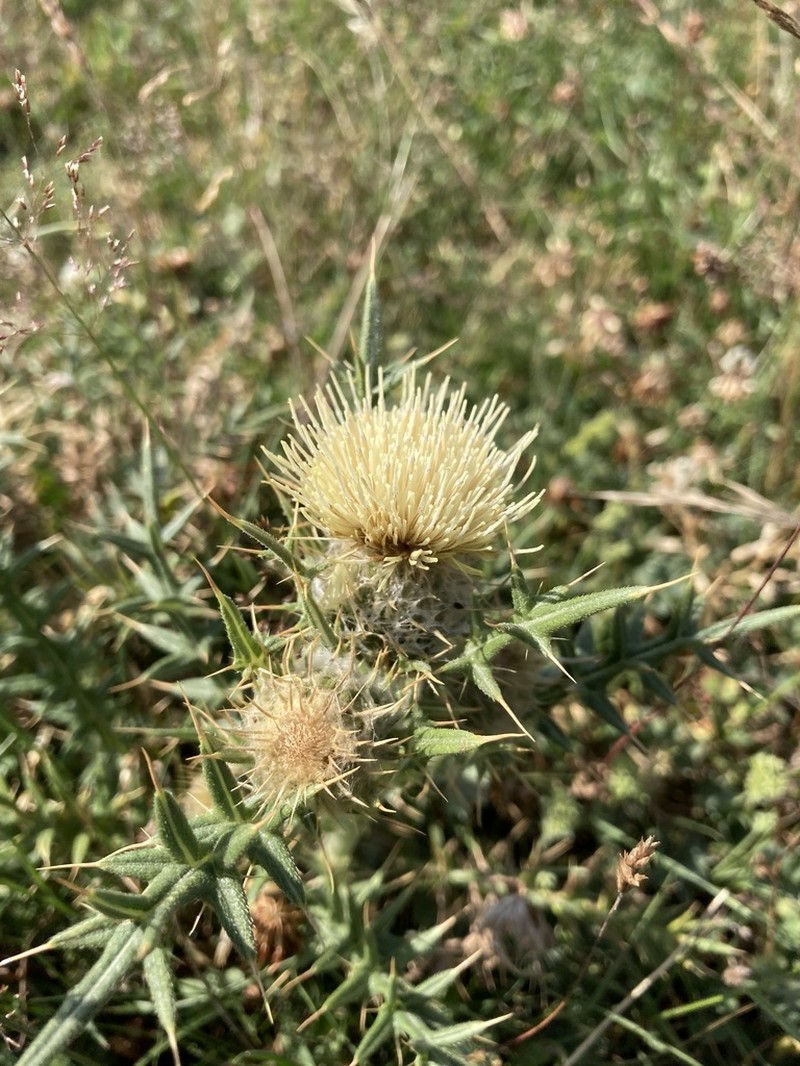 Cirsium kosmelii photo 2