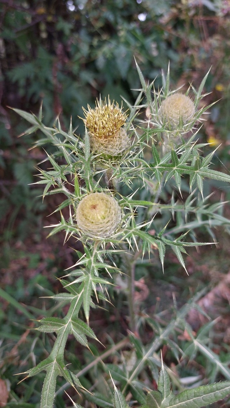Cirsium kosmelii photo 3