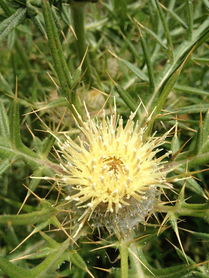 Cirsium kosmelii photo 4