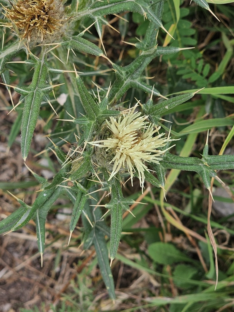 Cirsium kosmelii photo 5
