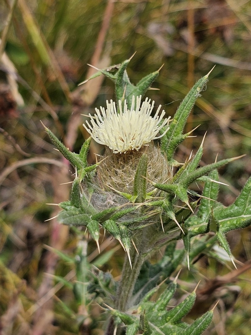 Cirsium kosmelii photo 6