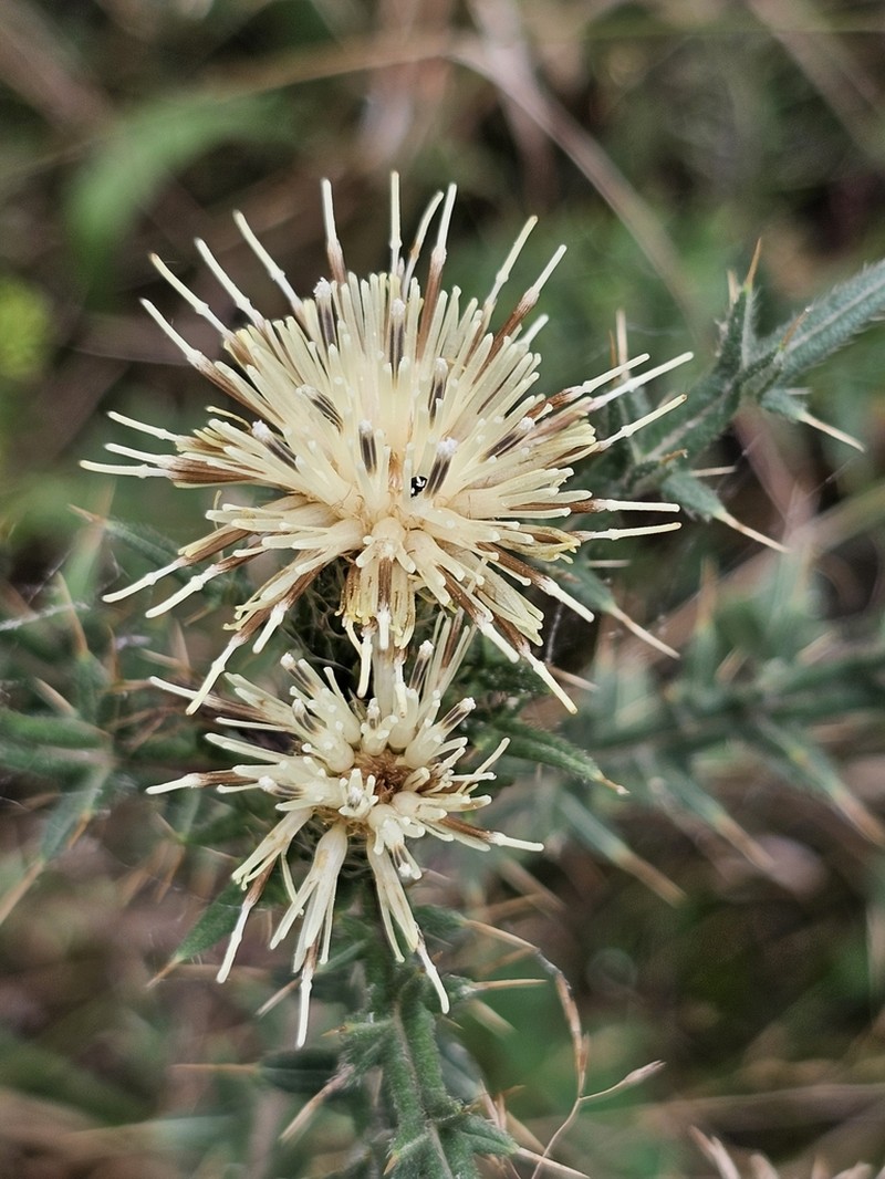 Cirsium kosmelii photo 7
