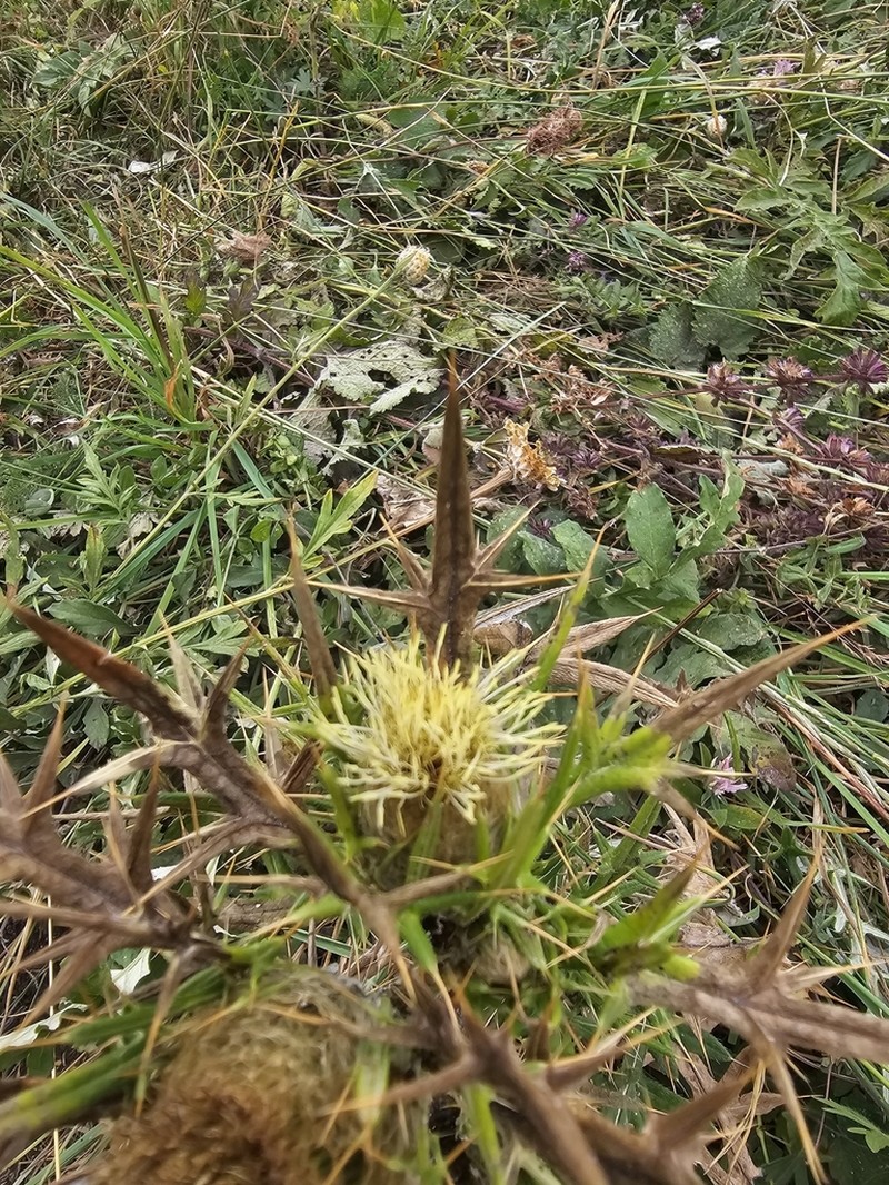 Cirsium kosmelii photo 8