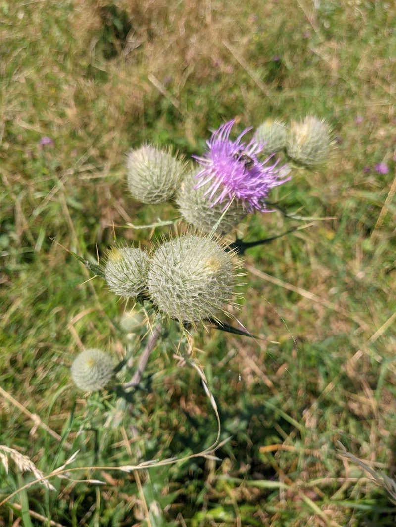 Cirsium laniflorum