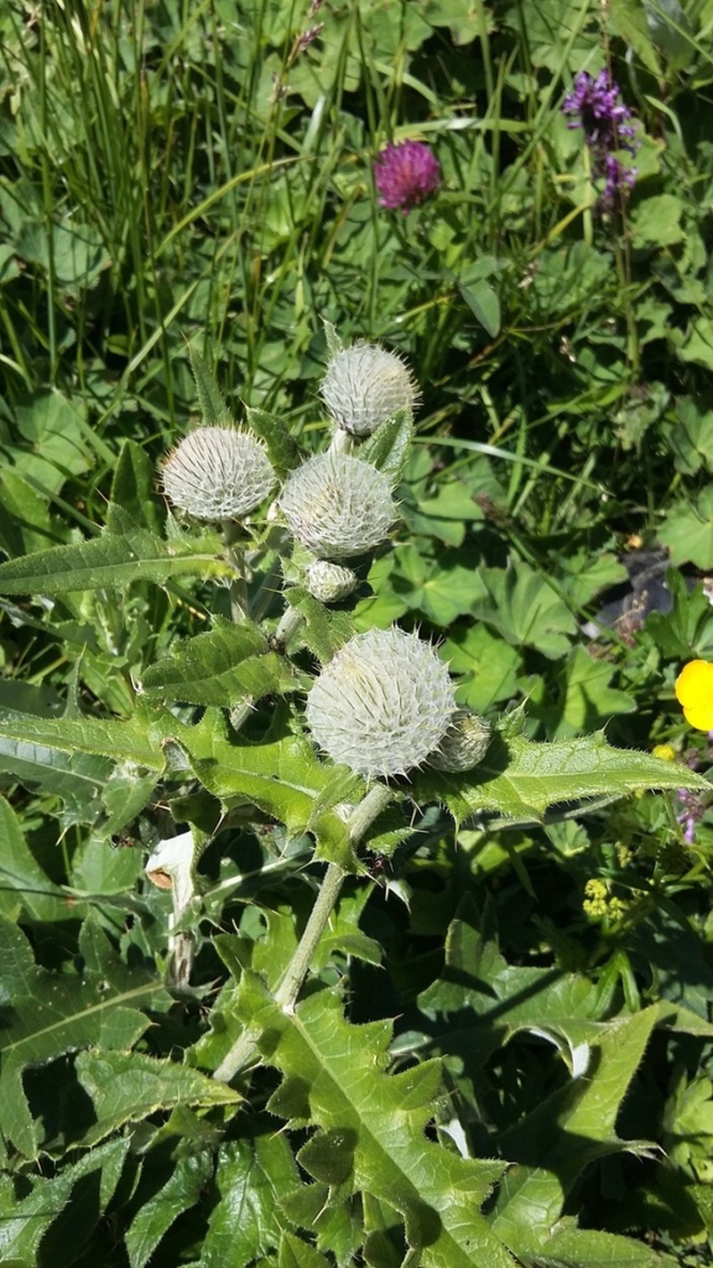 Cirsium laniflorum photo 2