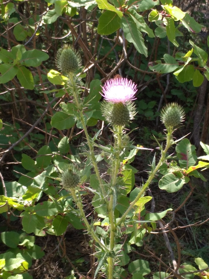 Cirsium laniflorum photo 3