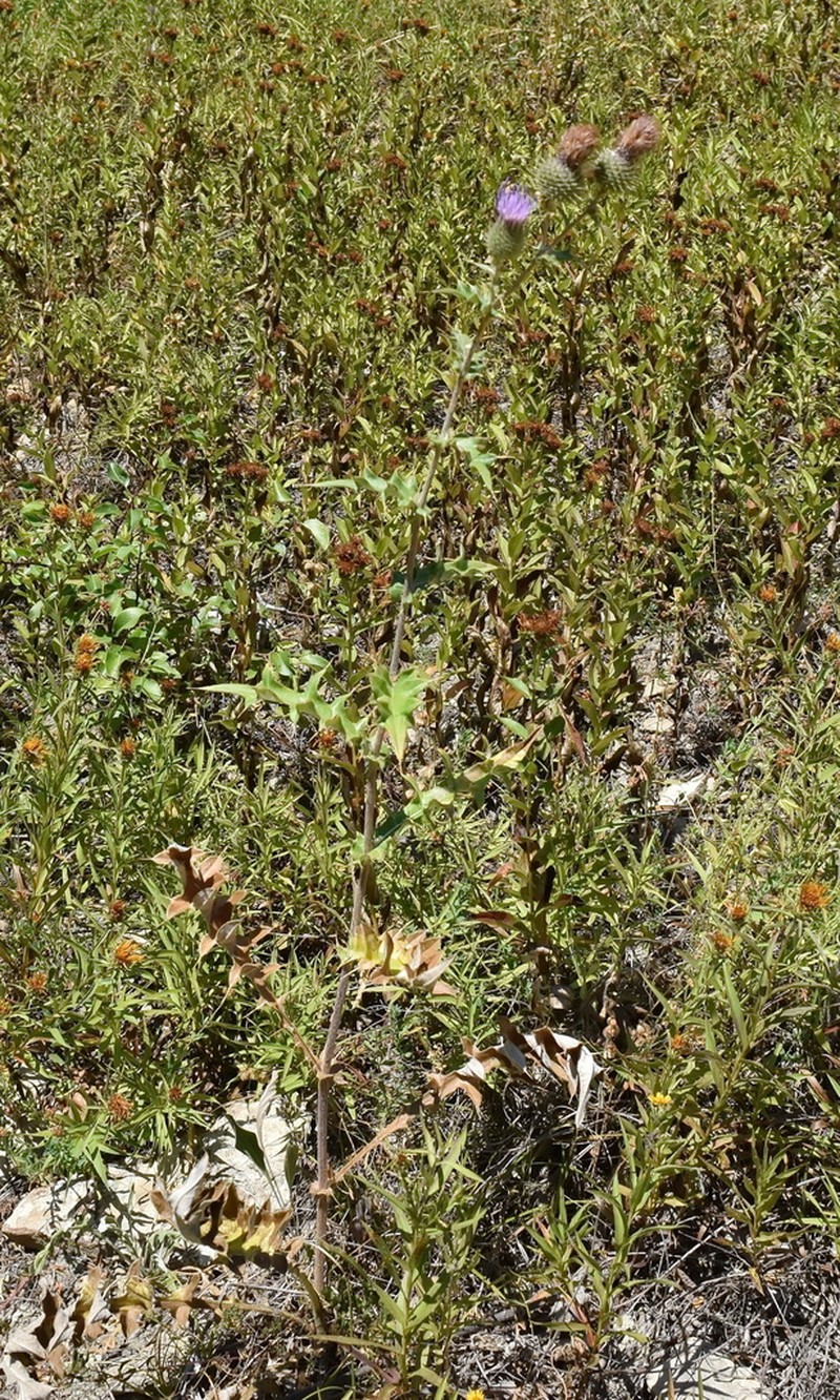 Cirsium laniflorum photo 4