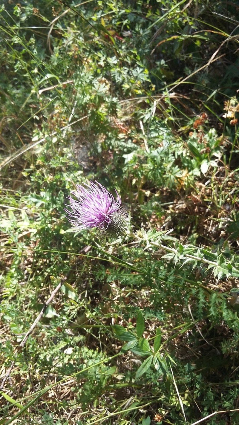 Cirsium laniflorum photo 5