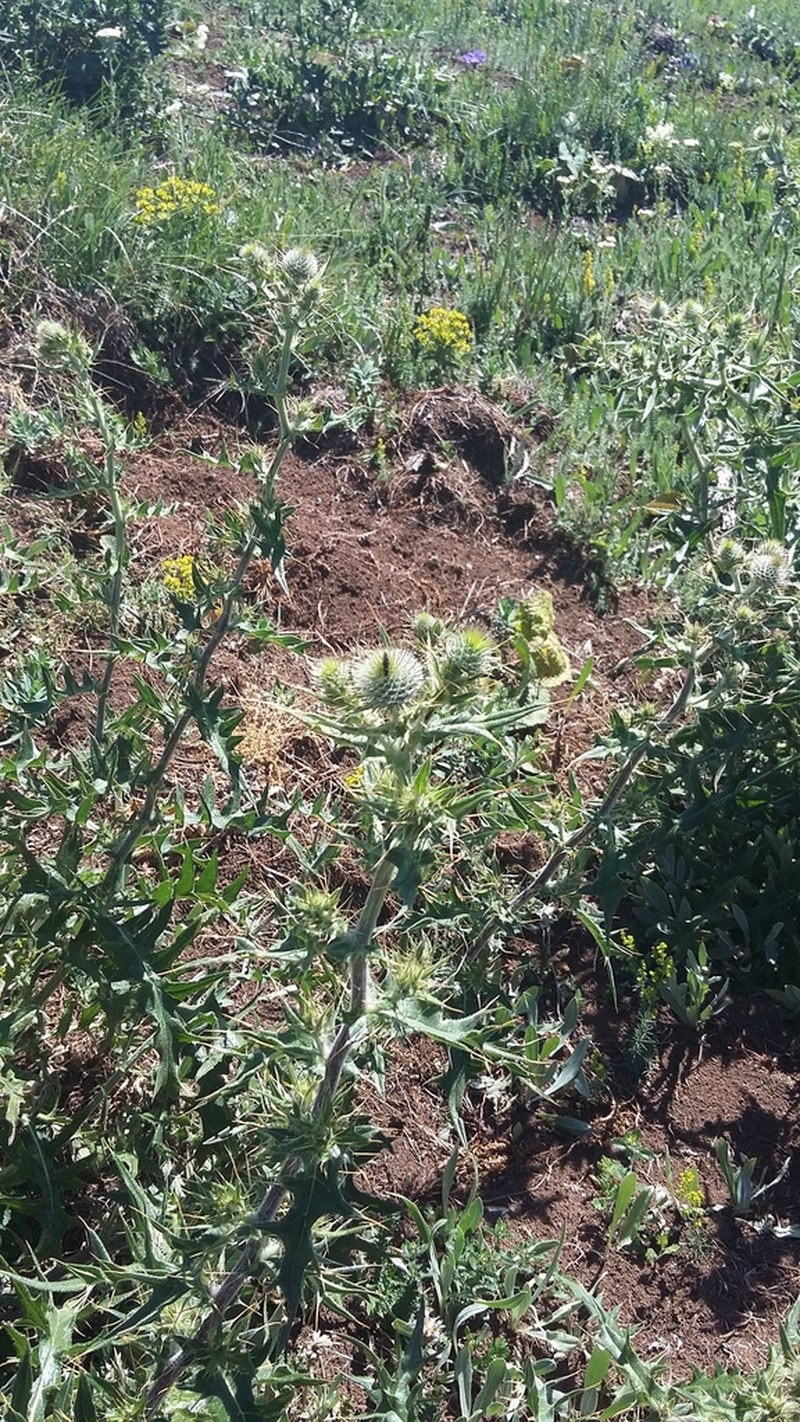 Cirsium laniflorum photo 6