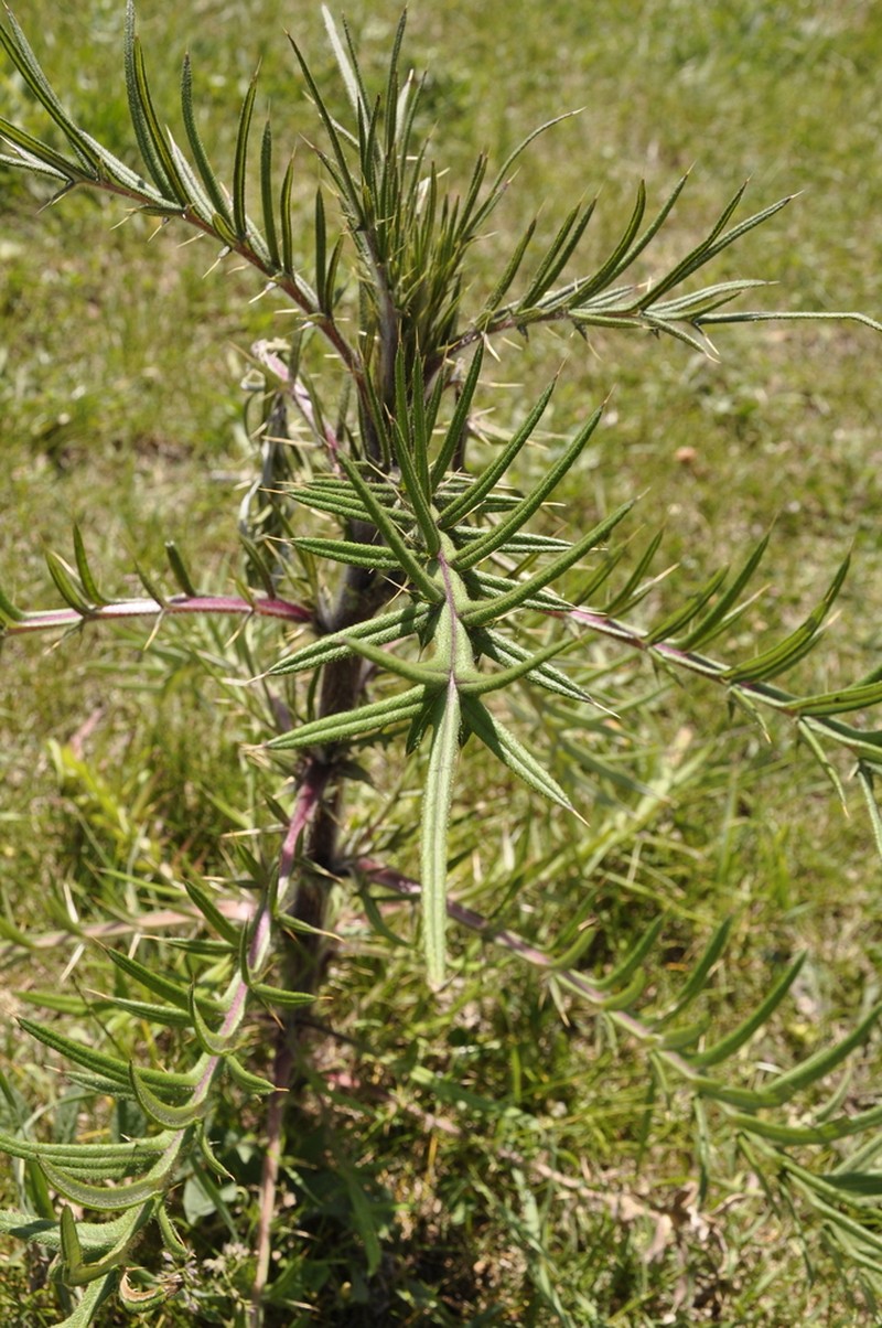 Cirsium laniflorum photo 7