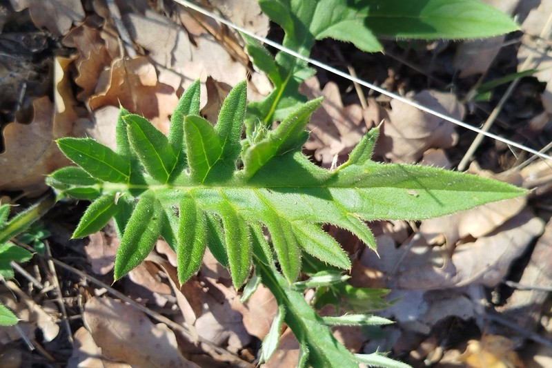 Cirsium laniflorum photo 8