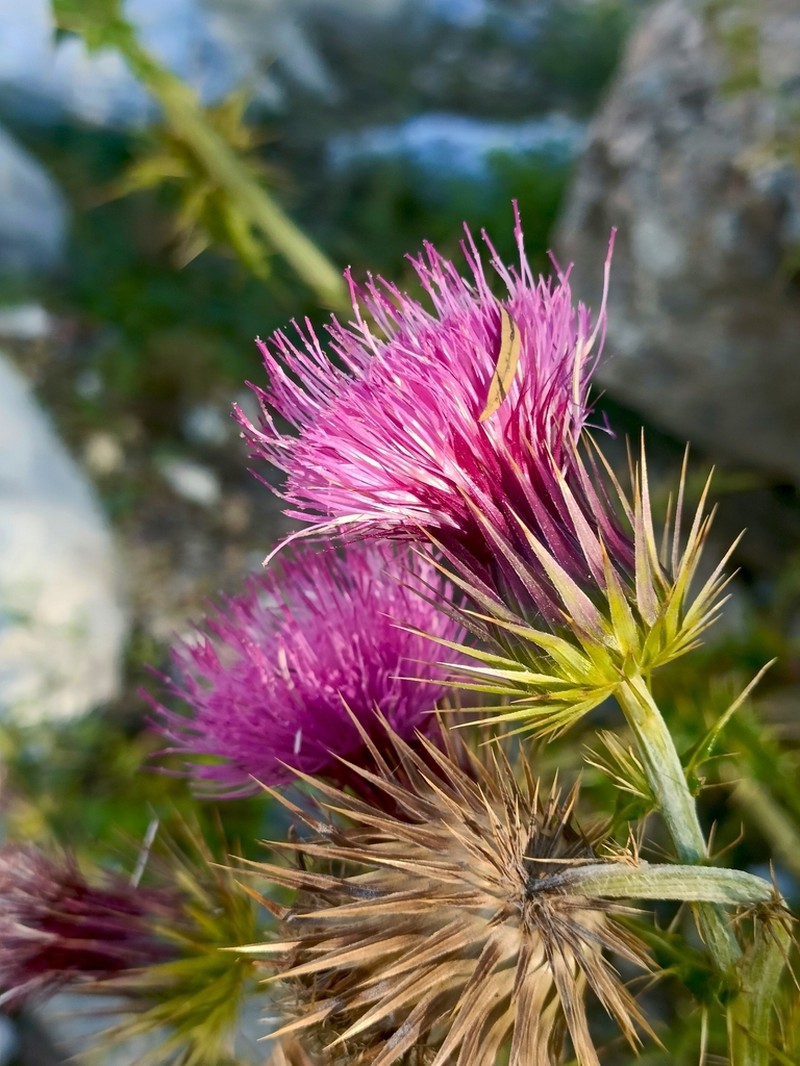 Cirsium lappoides